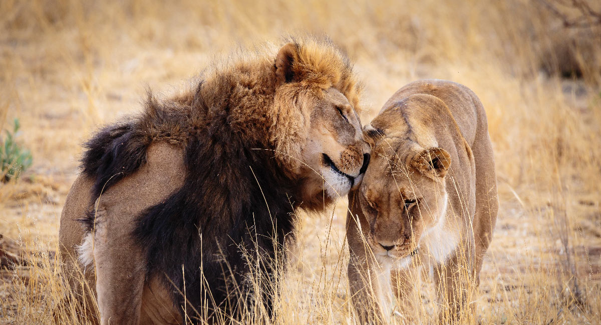 13-Days-Game-drive,-Road-Trips,-Cultural-&-Zanzibar-Tours 13 Days Game drive, Road Trips, Cultural & Zanzibar Tours